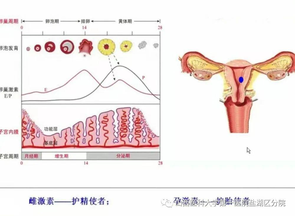 当卵子从卵巢排出来后,有两种结果,一种是和精子结合,形成胚胎;另外一