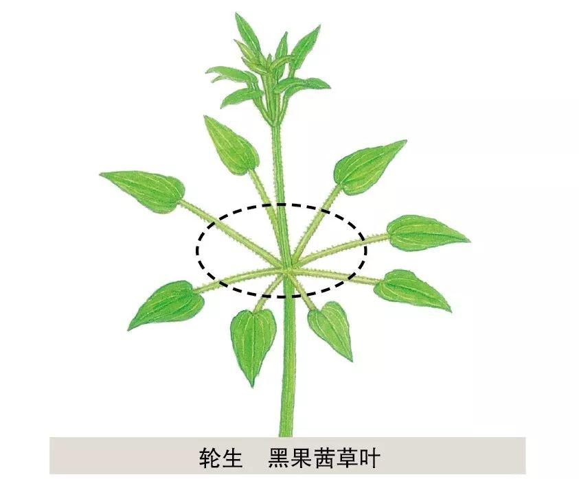对生,互生叶序2. 对生叶序还有这样排列的:1.