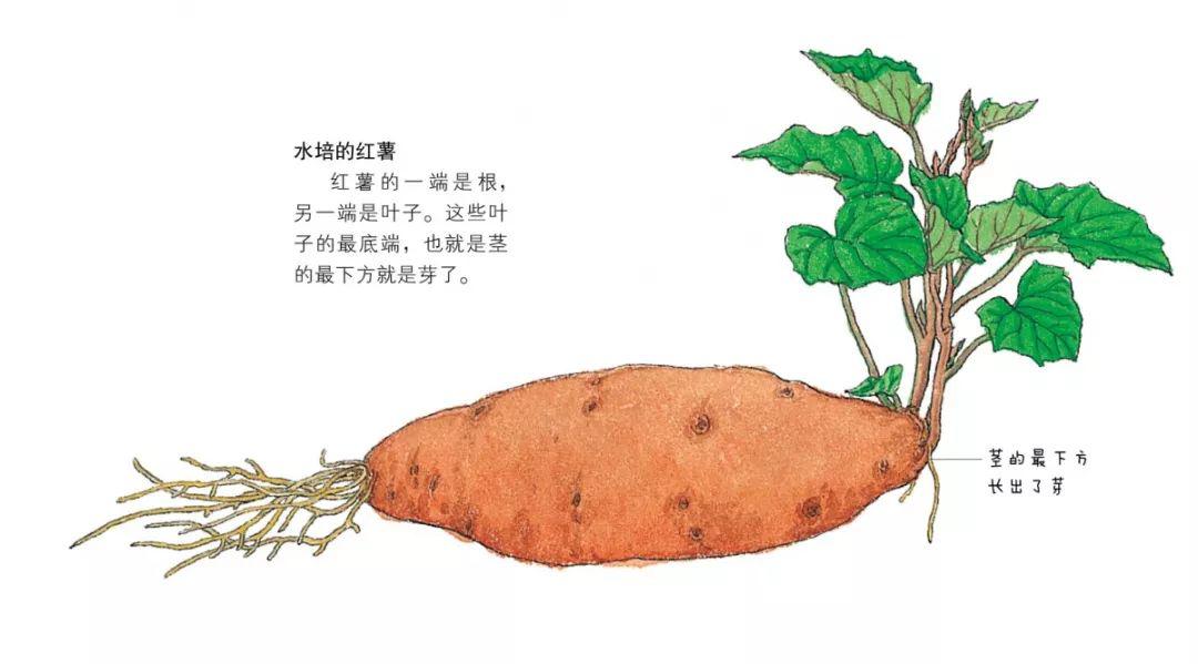 (3)红薯是根还是茎呢?土豆便是块茎中的代表.