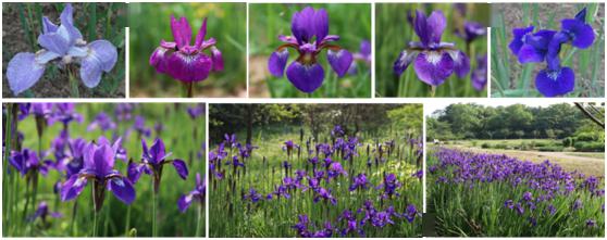 4 球 根 鸢 尾球根鸢尾( bulbous iris )地下球茎卵圆形,外被褐色