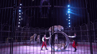 这个全世界唯一拒绝动物表演的马戏团，要倒闭了…