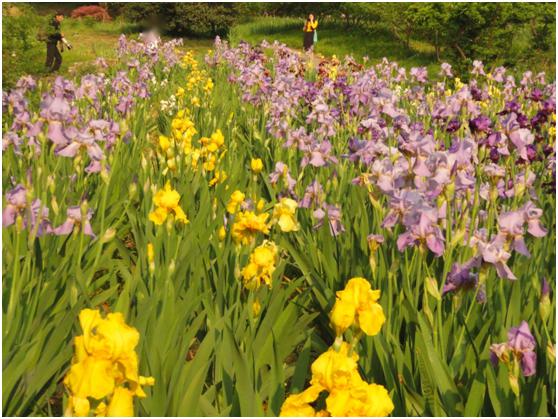 有髯鸢尾 bearded iris 因外花瓣中肋上具有色泽多变的细密髯毛状