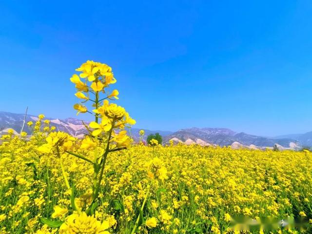 4月临汾龙澍峪千亩油菜花海景区图片;实拍