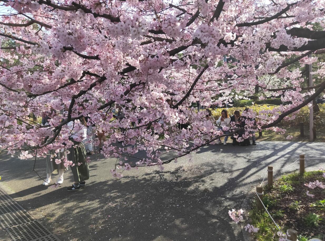 又到了一年的樱花季，盘点那些樱花纷飞的美妙动漫_男女