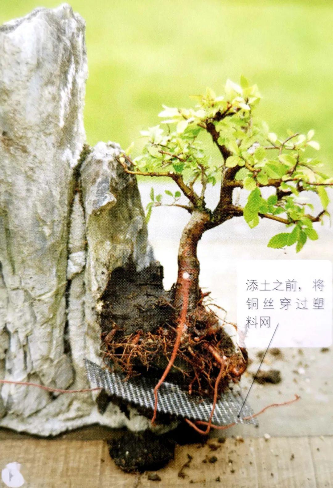 山水盆景不是非"水"不可,看山石与树木如何演绎一道山水盆景!