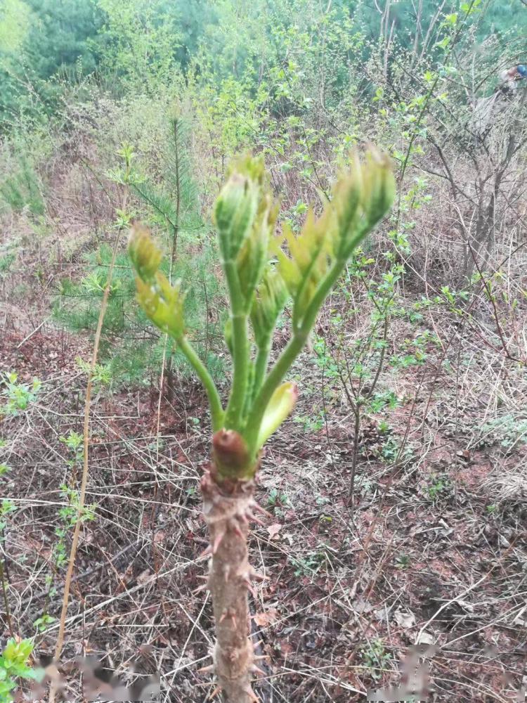 小时候经常见的刺老芽现在超市几十块钱一斤你见过吗