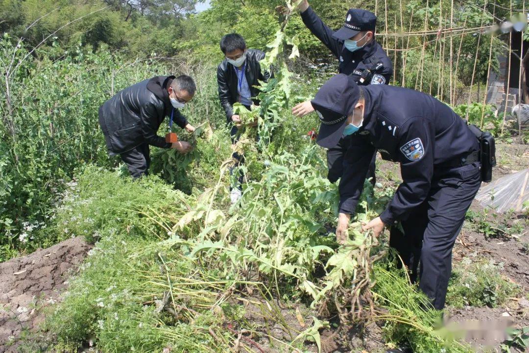 松阳警方在某户人家铲除46株罂粟