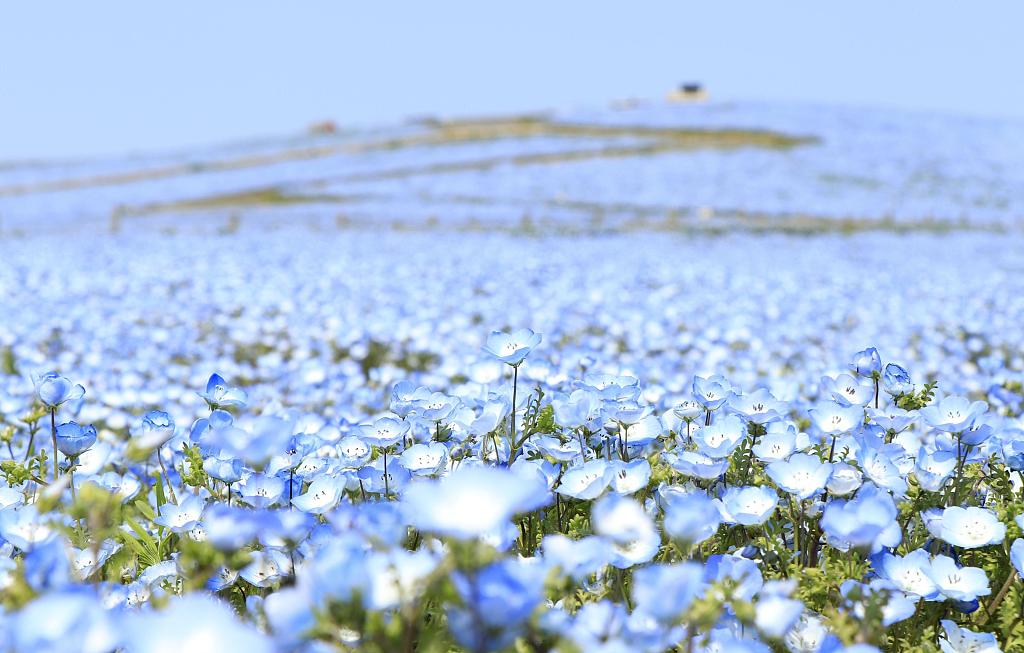 日本日立海滨公园粉蝶花盛开蓝色花海引人沉醉