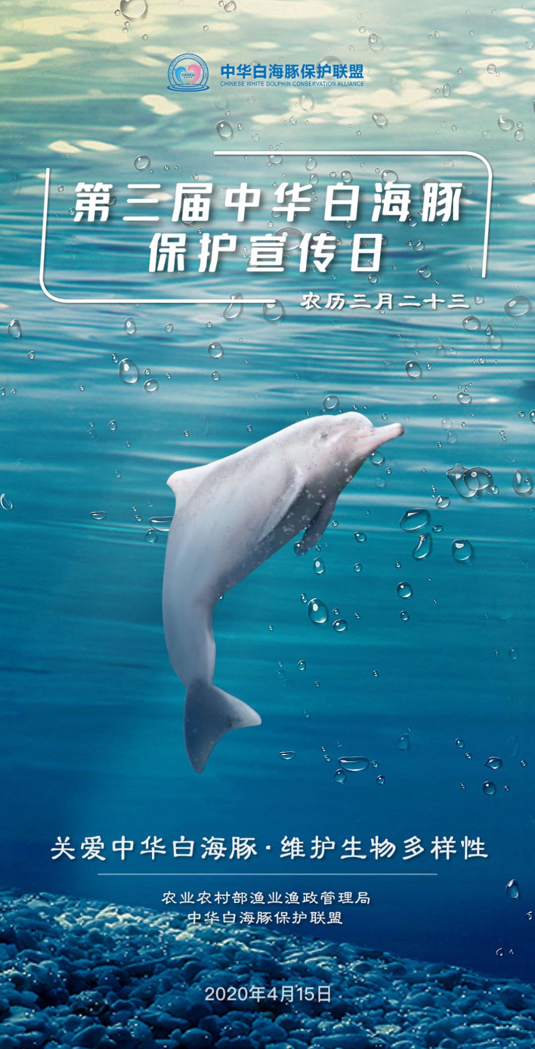 罕见！萌萌哒中华白海豚在北海银滩近岸海域出现了_哔哩哔哩_bilibili