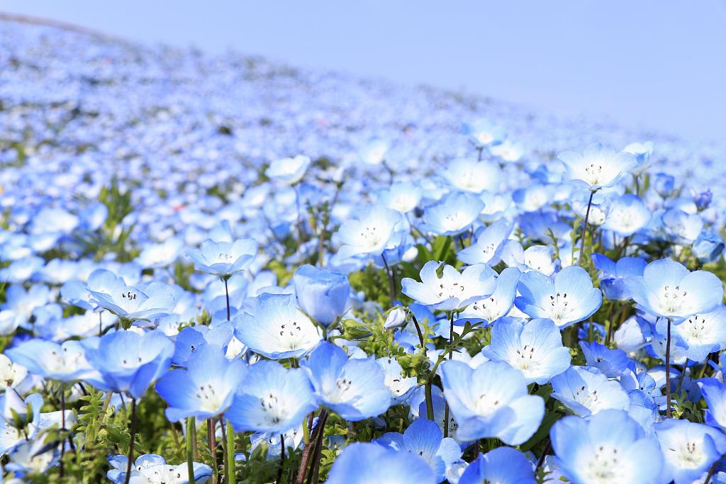 日本日立海滨公园粉蝶花盛开蓝色花海引人沉醉