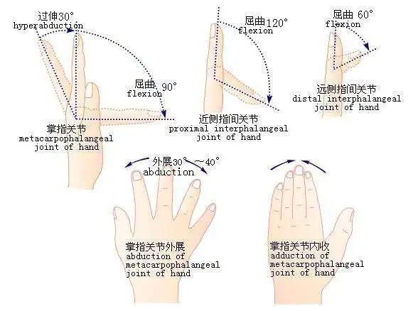 【手与手功能之四】手功能的概念