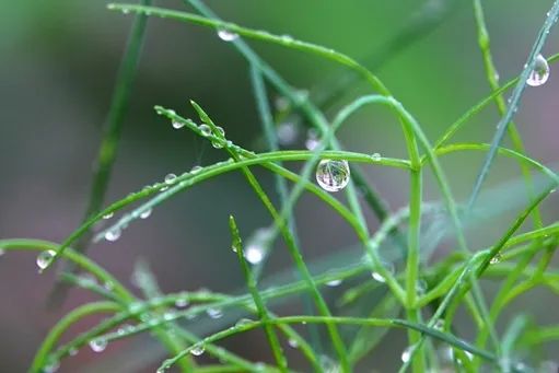 2019年5月份,四川资阳,小草上的雨滴似珍珠晶莹剔透.(摄影/张川)