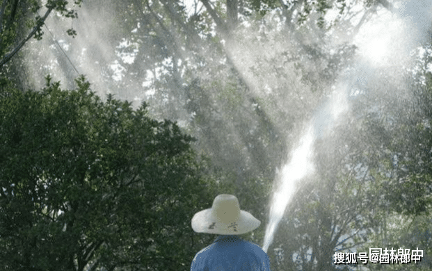 高温季节移栽树木时如何正确使用遮阴网才不会对树木造成伤害