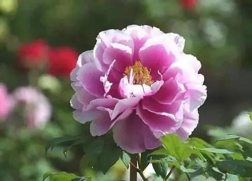【魏花】:典雅端庄 国色天香