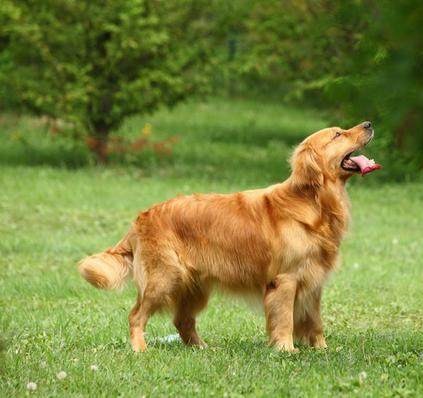 原创适合女孩子饲养的三种中型犬,温顺听话,你喜欢哪种?