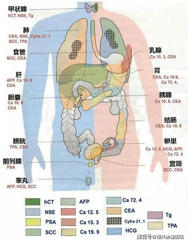 以上图谱是人体组织器官检测项目的分布图 下面是人体各组织器官常见