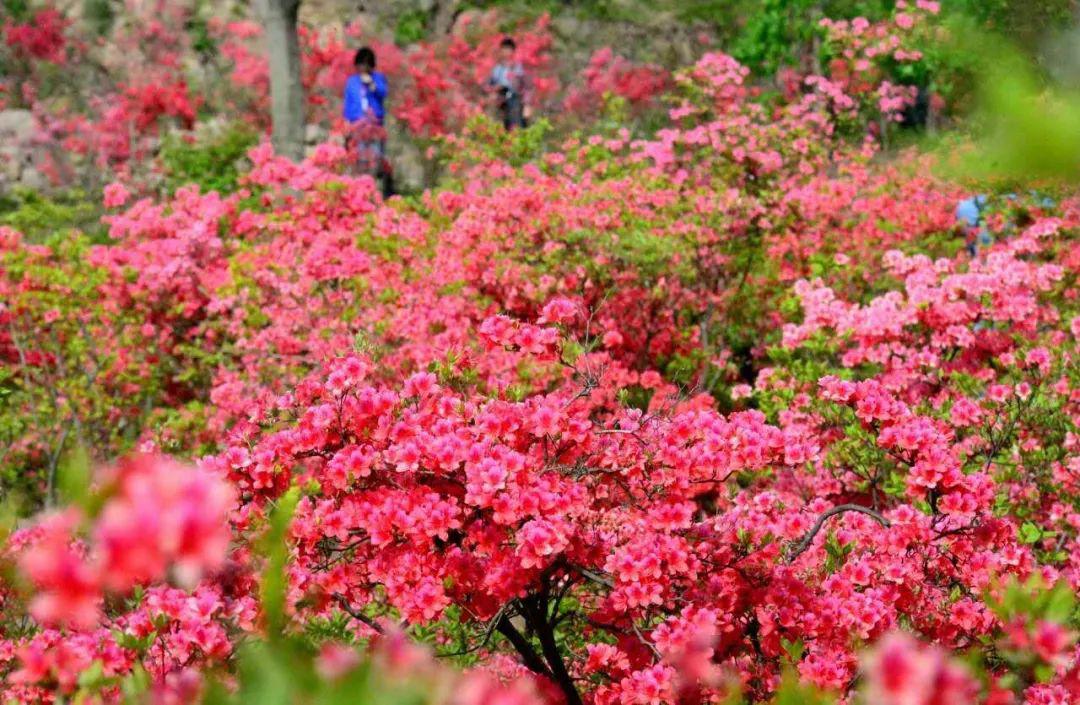 第十九届河南汝阳杜鹃花节暨炎黄文化节等