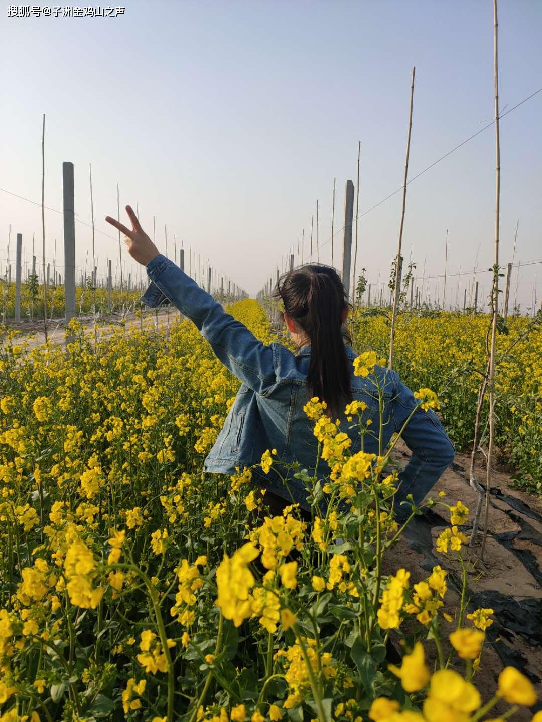 子洲县裴家湾多少人口_子洲县杜家湾李生茂