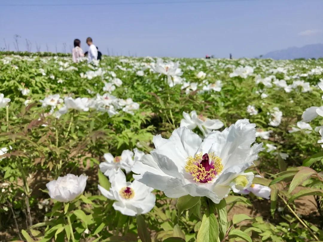 春暖花开,蓝田簸箕掌美得像幅画!_牡丹