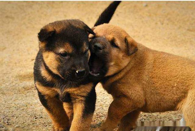 狗狗怎么养才是一只好狗 5f57ad32fc2f4a848ffbeb5878f834aa.jpeg