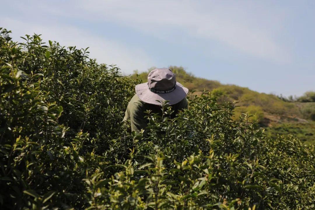 百丈不止好竹意还有高山绿茶清香溢