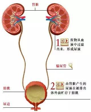 人体泌尿系统结构图