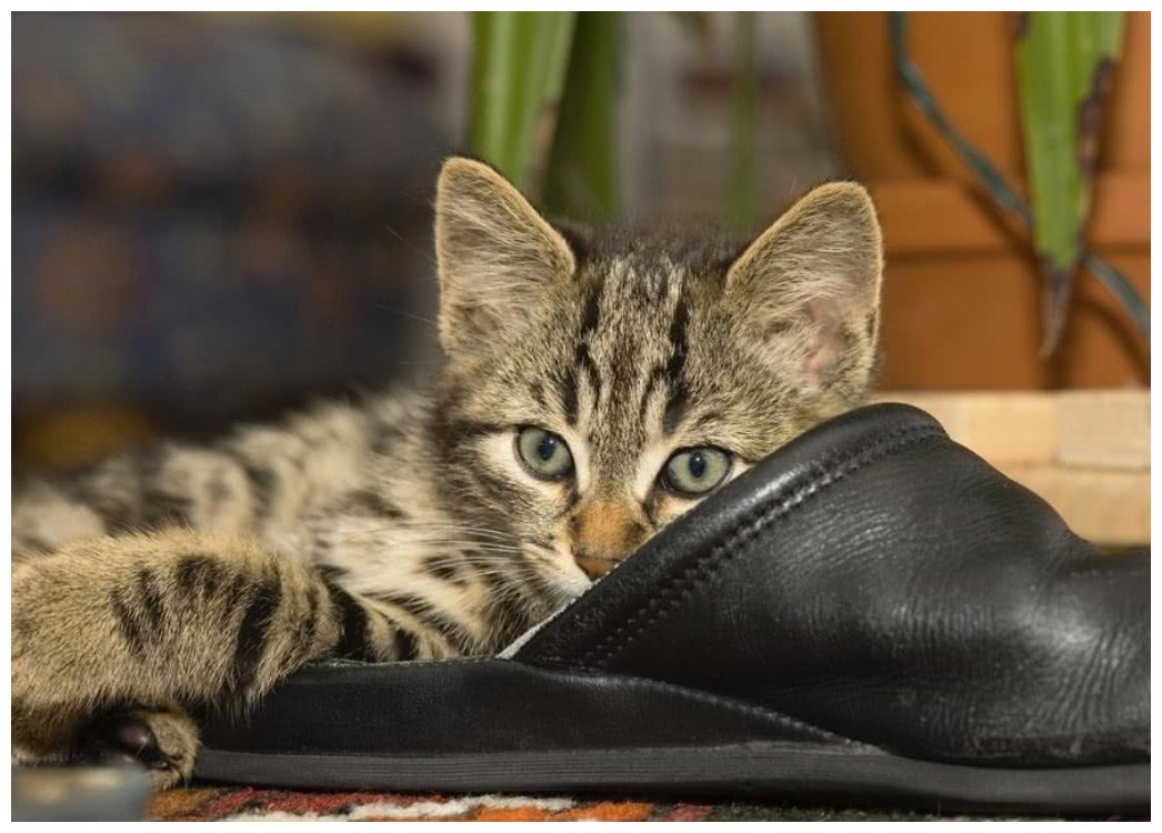 怎么防止猫瘟传染其他猫 8289ea6cd10b411e9d2b569f5b4c86be.jpeg