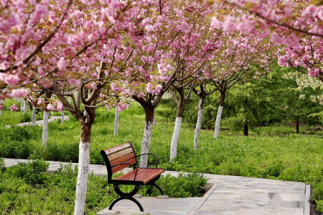 铺天盖地的樱花绽放枝头 深呼吸小城之春的盛大时节到来了 慢城两当
