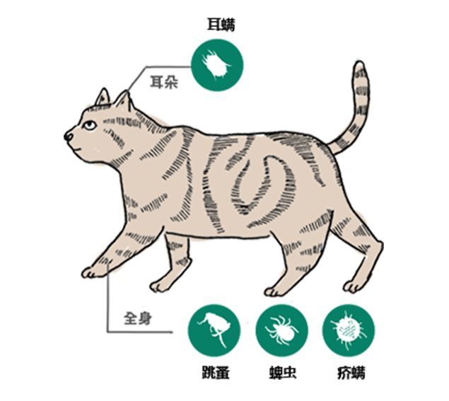 在猫咪的全身,几乎都有寄生虫喜欢的地方, 耳朵附近有耳螨,毛茸茸的