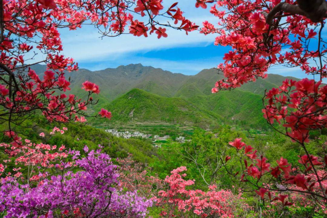 第十九届河南汝阳杜鹃花节暨炎黄文化节等