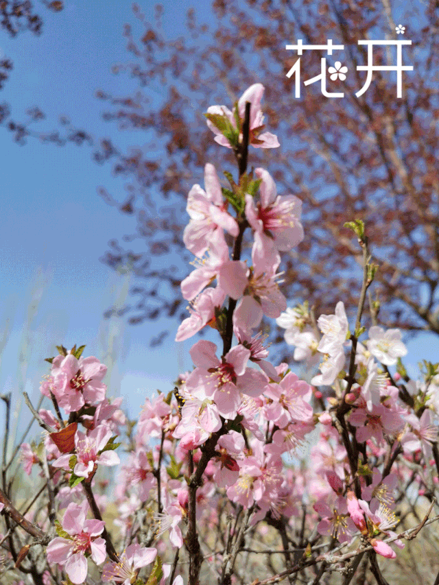 640_853 竖版 竖屏