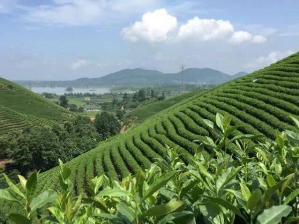 安吉白茶产地在哪 c739ebb95db2449db1e622a07ad4dda7.jpeg