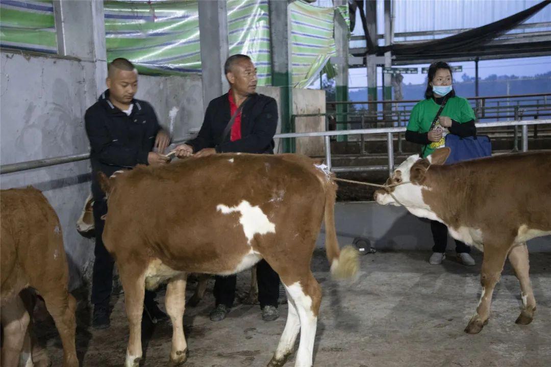 前方工作组的牵线搭桥下,台州市路桥九久畜牧养殖场与平昌县达成合作
