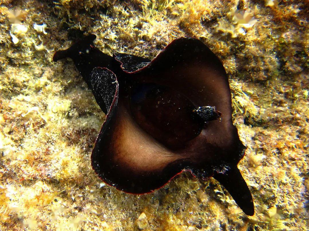 现在我们知道海兔(sea hare)指的是无楯目海蛞蝓(anaspidea),他们头部