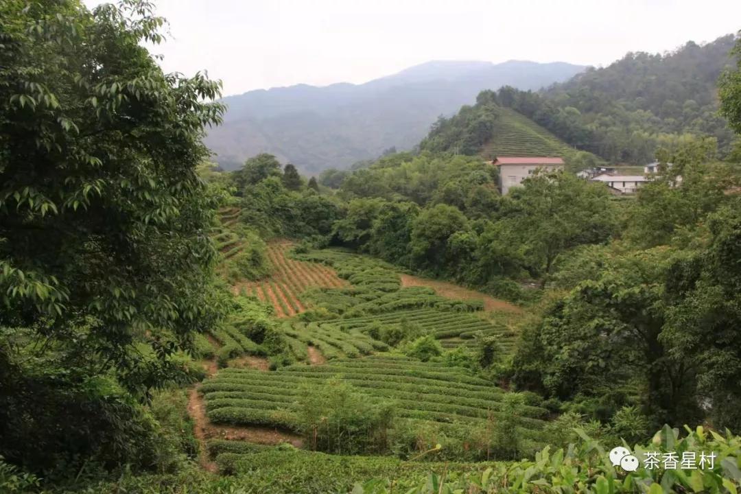 武夷山星村茶香茶业专业合作社简介