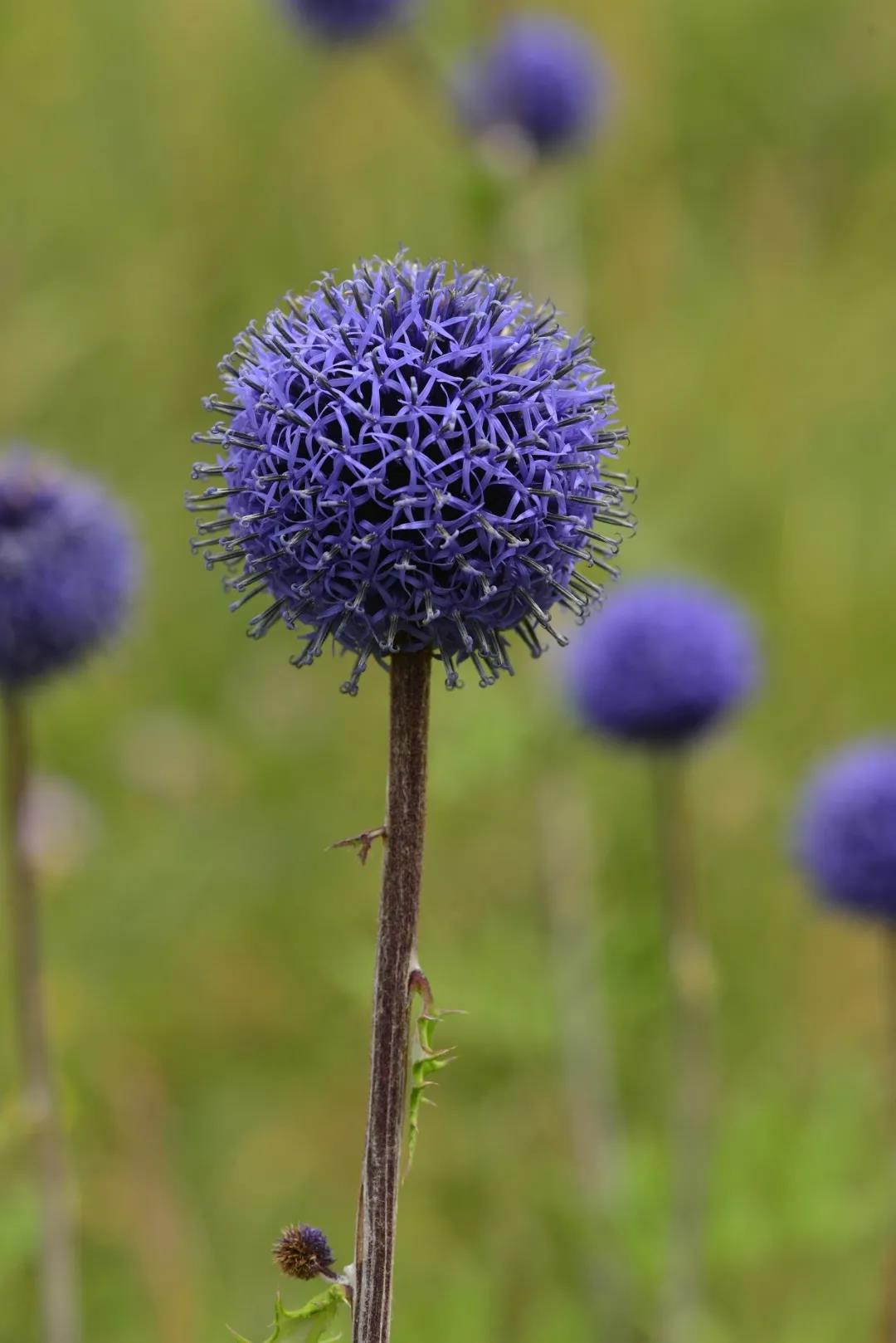 菊科驴欺口(echinops davuricus),于内蒙古赤峰.