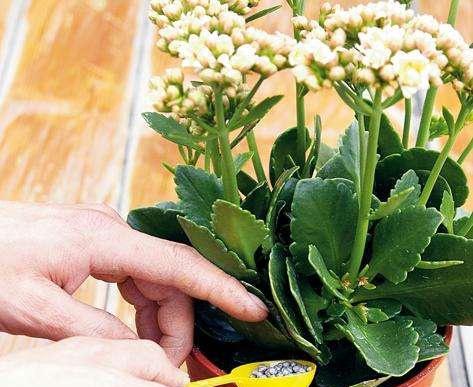 盆栽花卉养殖 df44d062dcff40c5a51d3e26e17bfdd5.jpeg