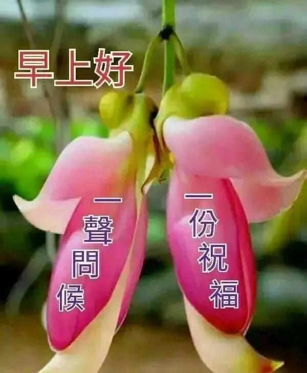 4月16日周四清晨早上好问候祝福动态表情图片