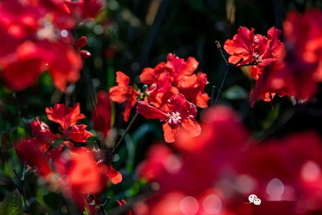 江西红了最美人间四月天又是一年山花烂漫踏春出游时