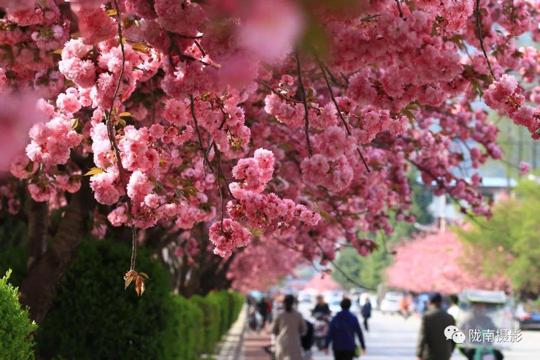 甘肃省现代摄影学会会员,陇南市摄影家协会会员,摄影作品多次入选省