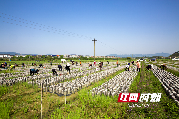 衡东县高湖镇人口_衡东县地图(3)