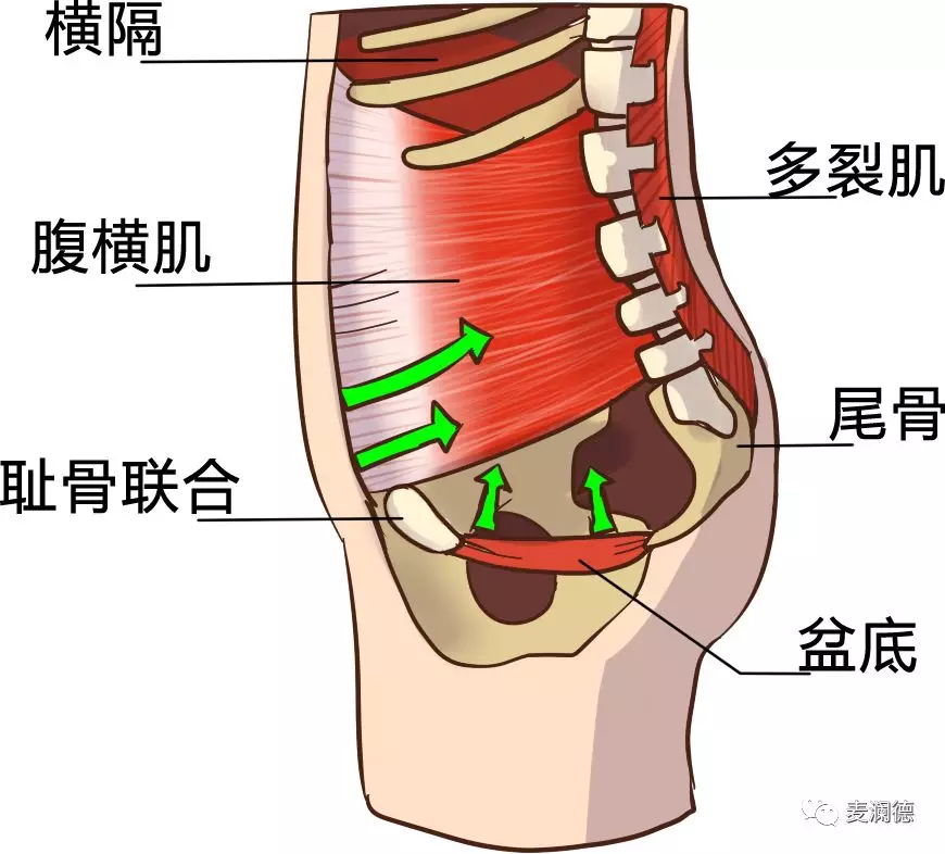 在性高潮的时候,耻骨尾骨肌(我们常说的pc肌)和其他盆底肌肉 有节律