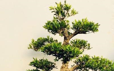 小叶赤楠的养殖方法