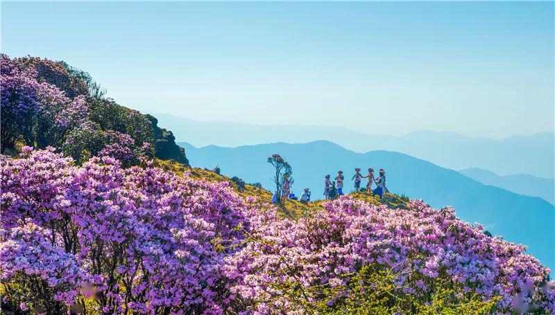 星空遇见花海!你知道吗?攀枝花藏着一处浪漫秘境