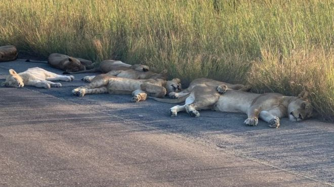 封鎖期間遊客驟減，南非野生動物保護區內獅群橫臥馬路熟睡 國際 第2張