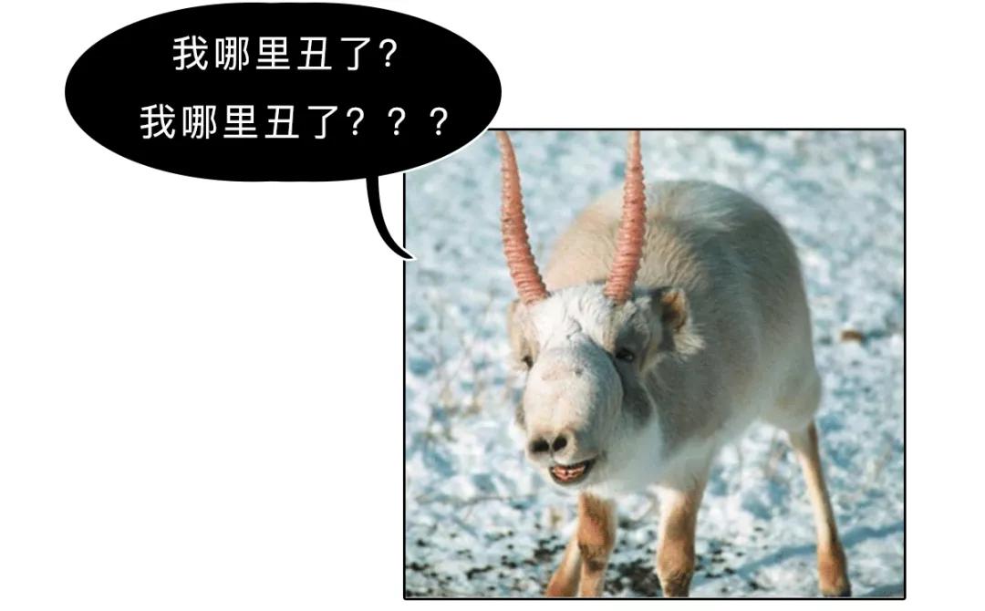 有哪些传说中的神兽其实是真实存在的?_尾巴
