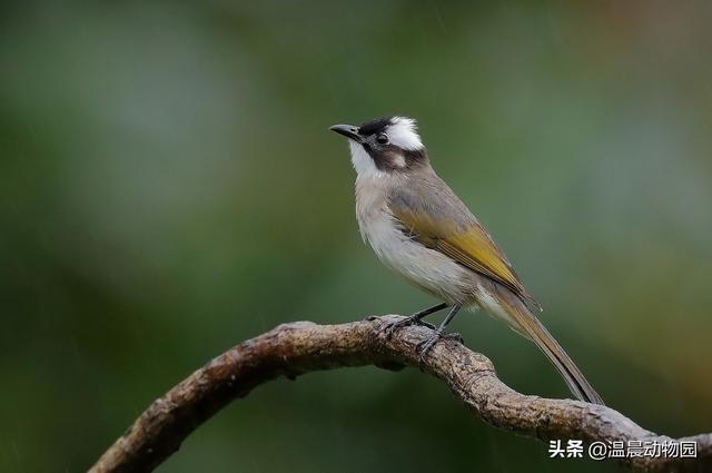 白头鹎雏鸟一夜之间消失是亲鸟带走了它们并非如此