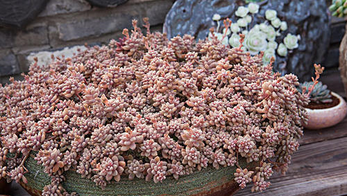 多肉叶插几天喷水 17a376216c40443faeb43fd5a77b6ec5.png