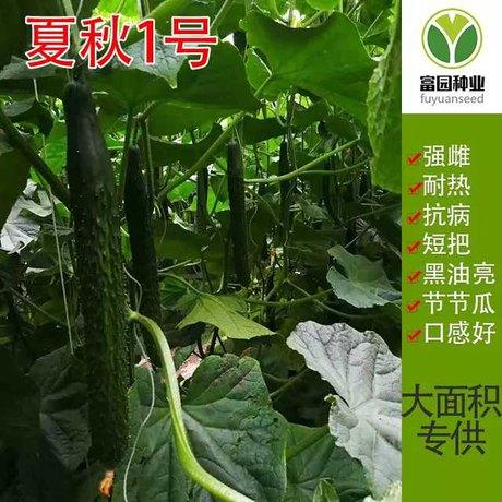 夏秋1号黄瓜种子 早熟耐热抗病毒病油亮黄瓜品种