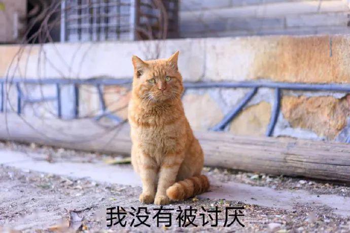 北大的猫太有爱了！我后悔当初选清华了…